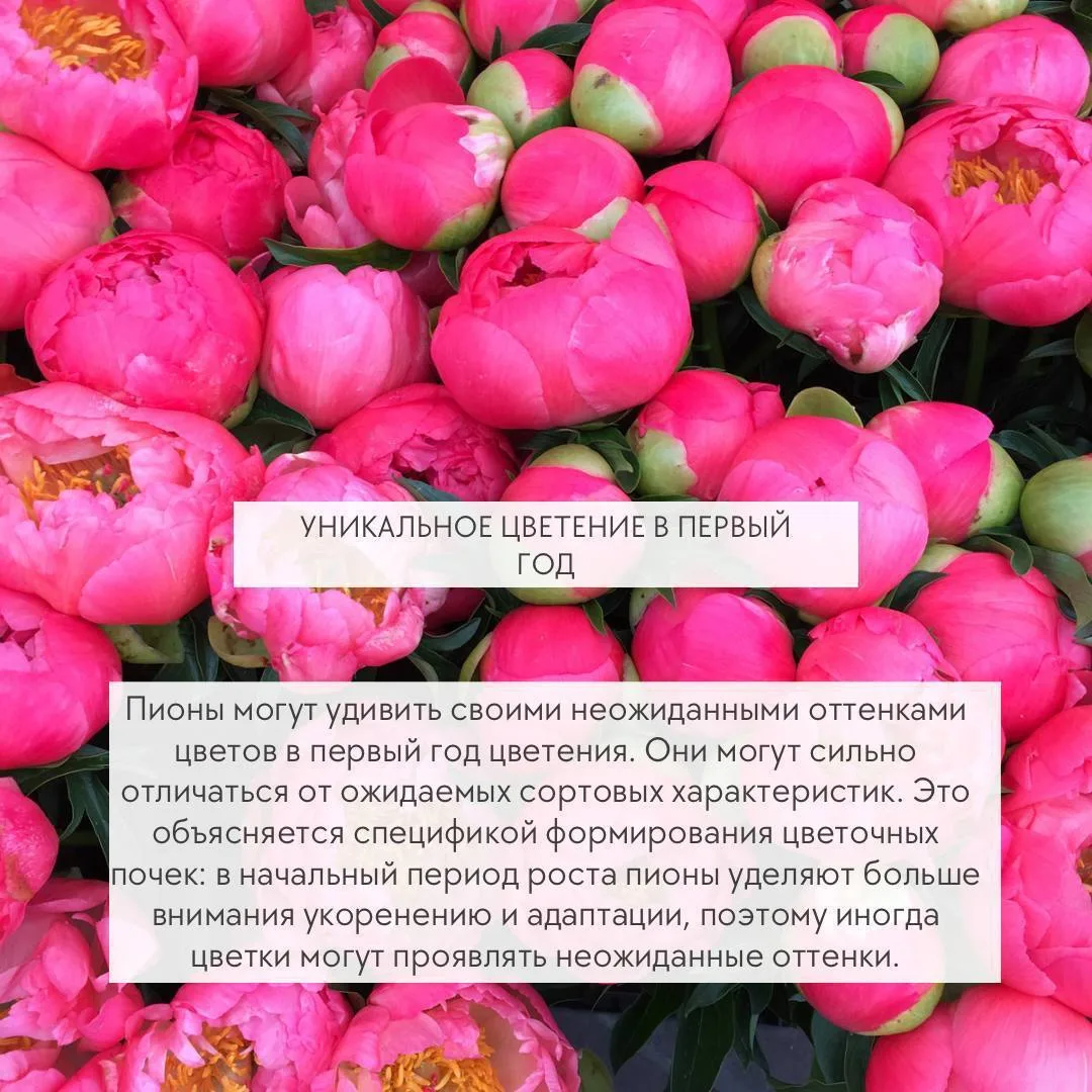 5 фактов, которые вы не знали о пионах🌺