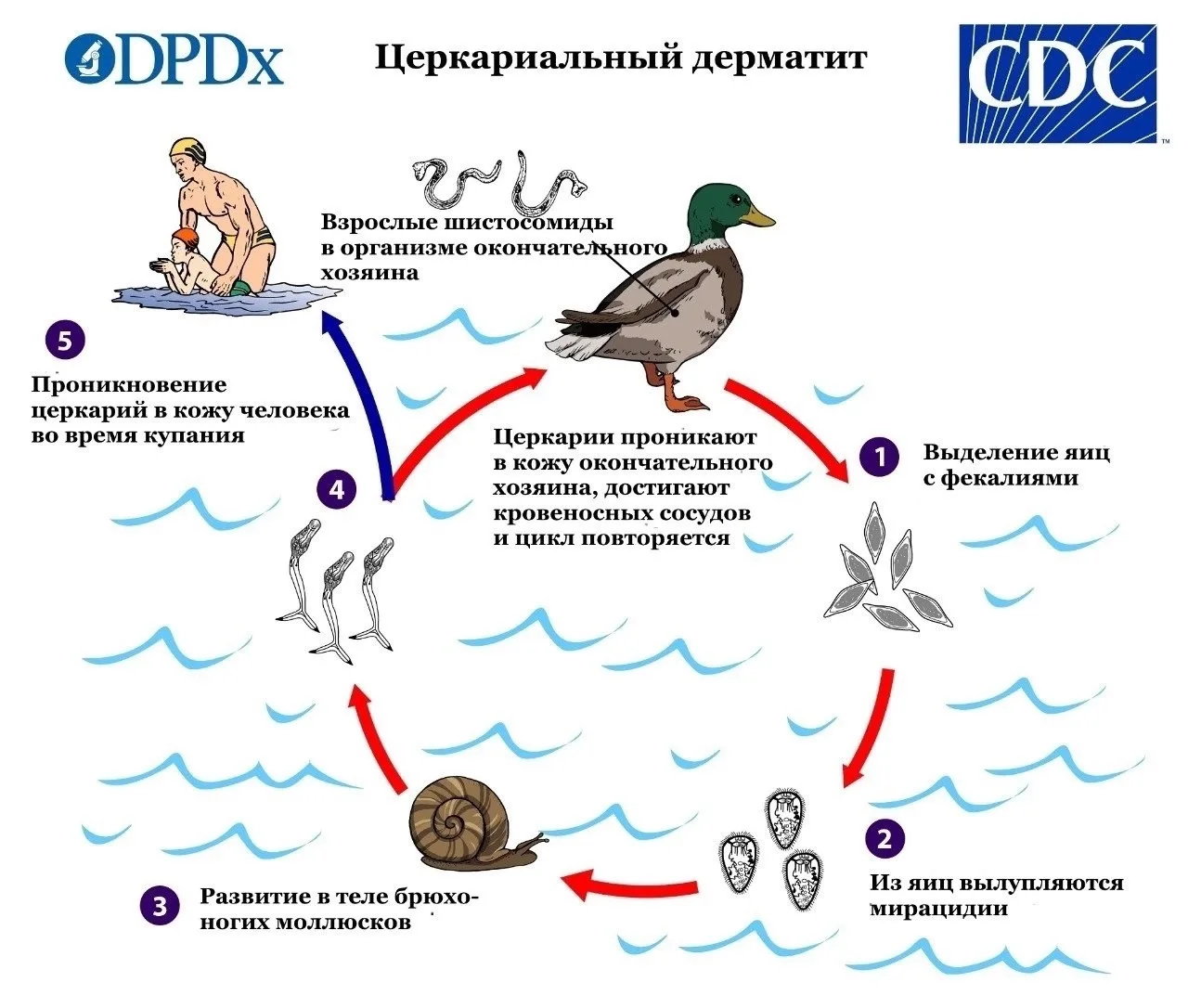 Церкариальный дерматит, «утиный церкариоз», или «зуд купальщиков»

Возбудители заболевания — личинки