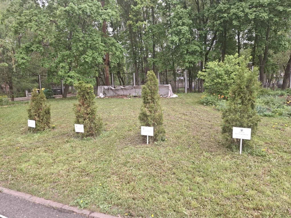 Традиционно в нашей школе выпускники сажают тую. 🌿 В этом году уже в пятый раз 11-классники посадили
