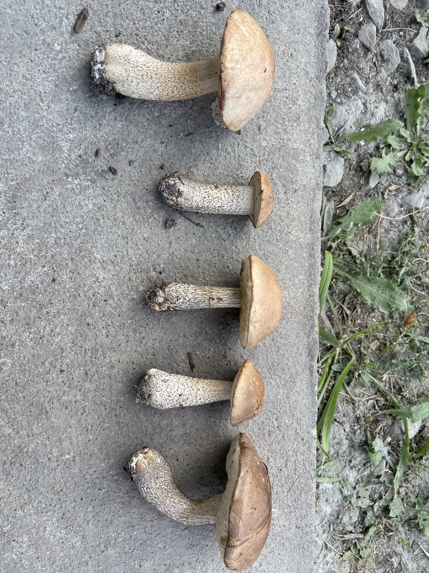 Пошел гулять с собакой и нашел грибы 🍄‍🟫