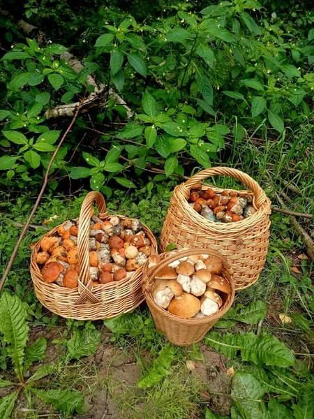 🍄 Грибной сезон начался в Ленобласти
