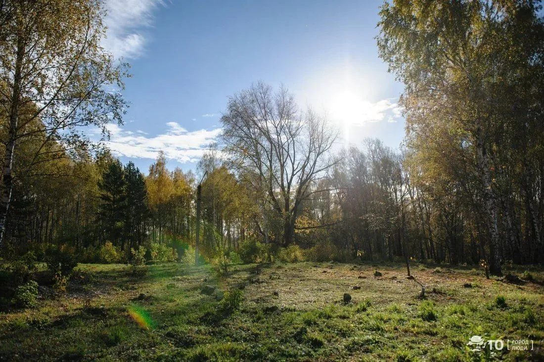 🌳 Михайловская роща — победитель голосования! Её благоустройство намечено на 2027 год