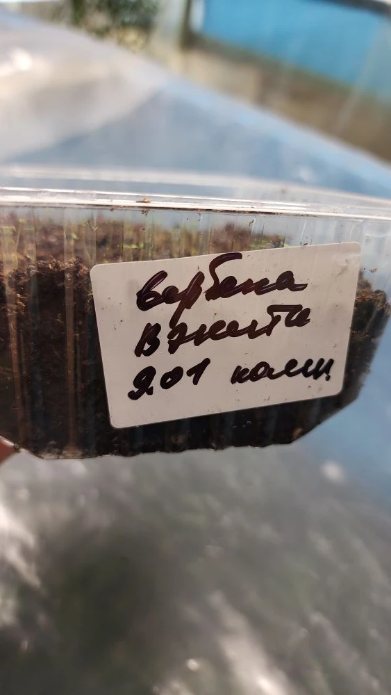 Любое большое дело начинается с маленького шага 🌱 а рослая вербена бонарская вот с таких крошечных в