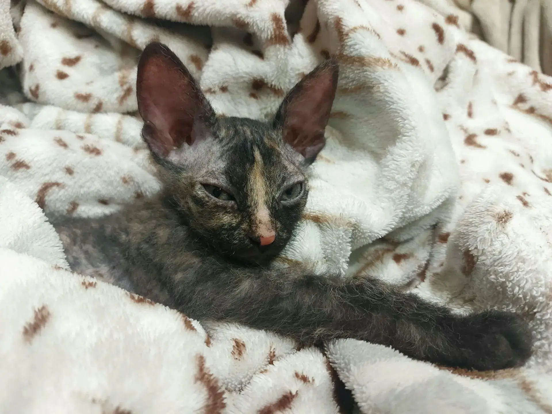 🐾 Внимание, онлайн-акция! Фотомарафон «Лапы, уши и хвосты» 🐶🐱