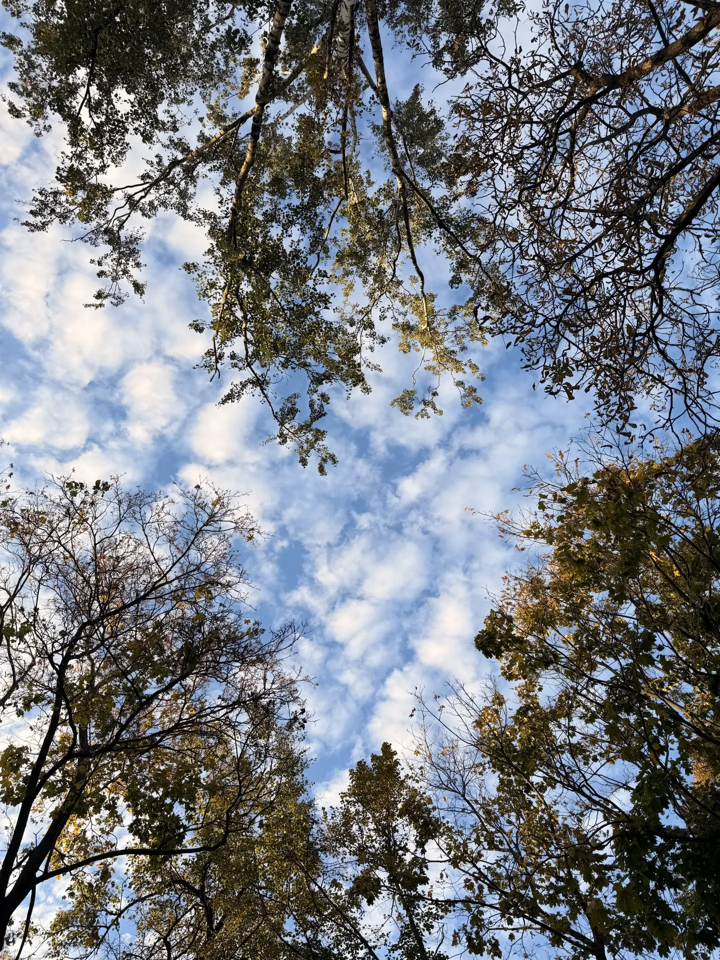 Если вы на улице, срочно поднимите голову наверх! Там красиво 🌥️