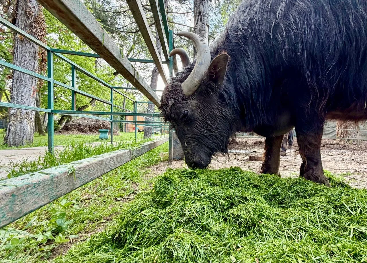 🌿 В тёплое время года обитатели симферопольского зооуголка с особым удовольствием лакомятся свежеско