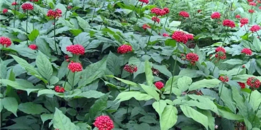 🌿 Открытый межрегиональный конкурс «Женьшень – сокровище Дальнего Востока»