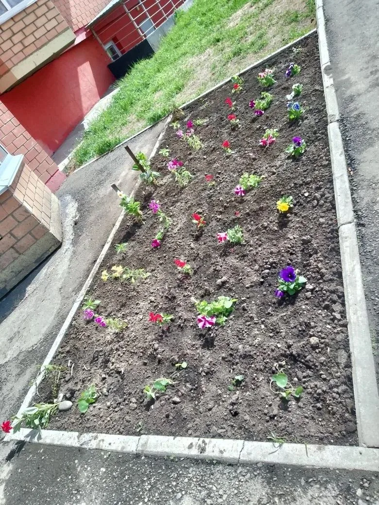 Цветущий двор – наша общая радость! 🌸🌼Лето в самом разгаре, и природа щедро дарит нам свои краски!