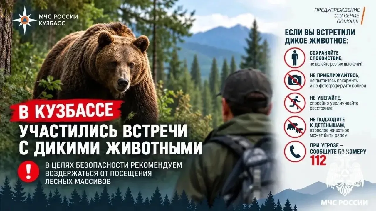 🐻 Дикие животные выходят к людям: жителям Кузбасса напоминают правила безопасности