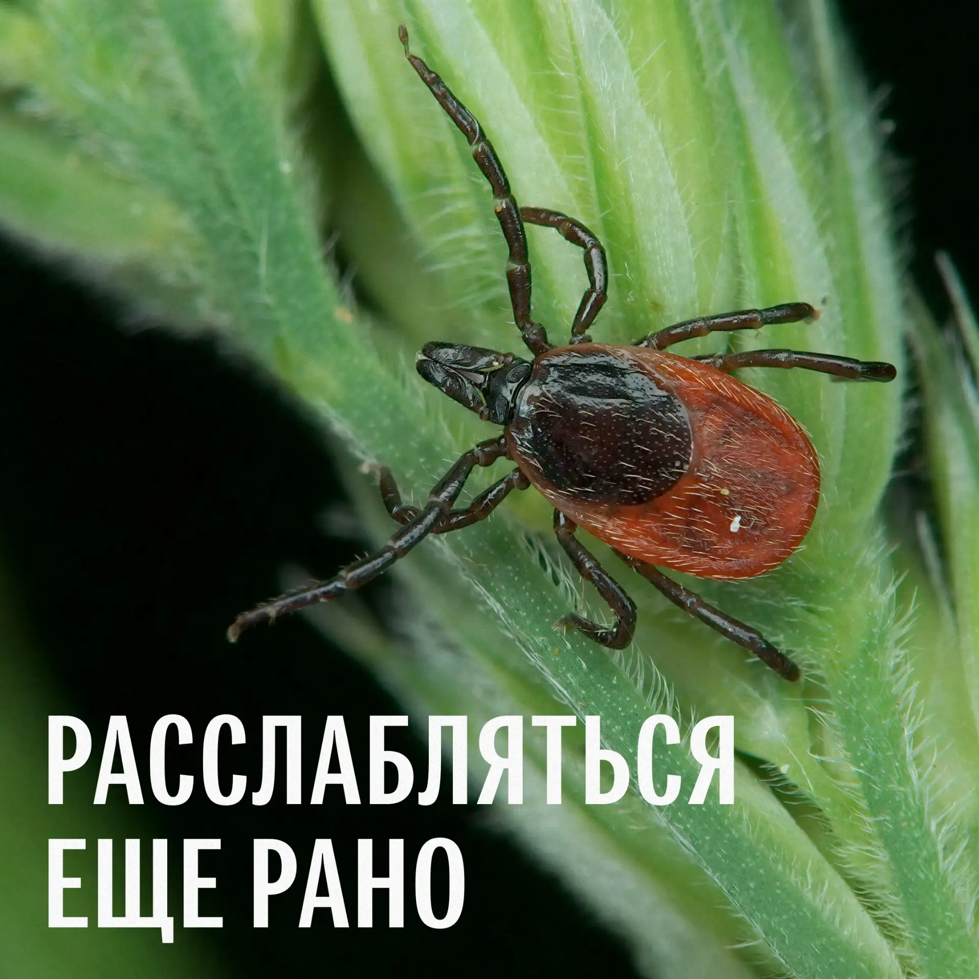 Если вы уже достали корзину и собираетесь за грибами, не забудьте про еще одного обитат...
