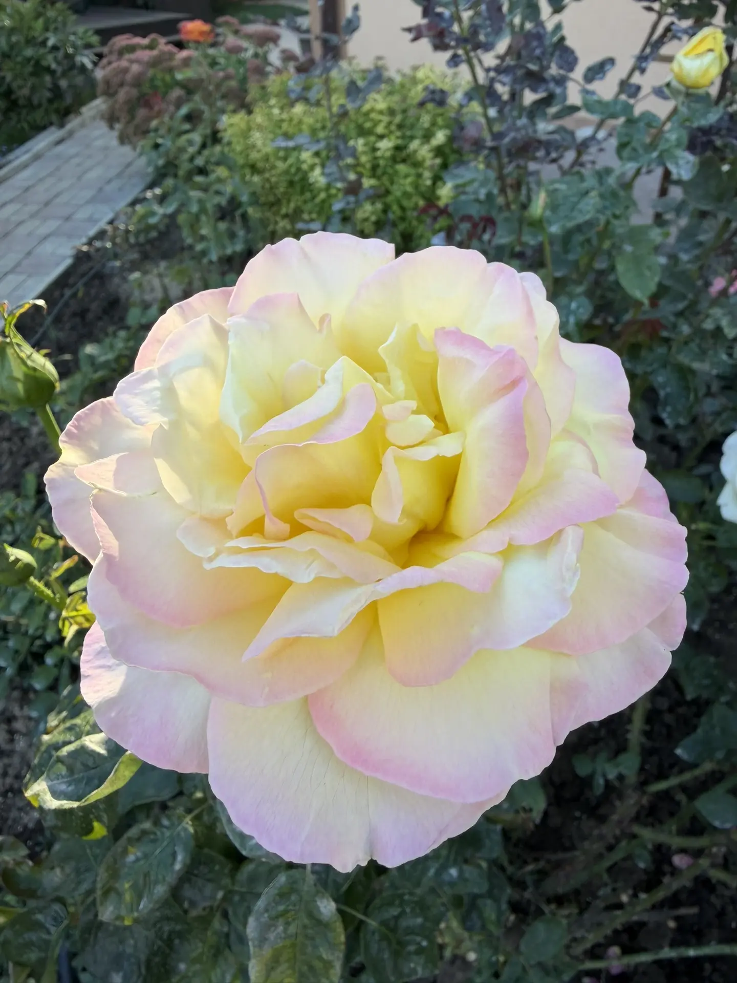 В осеннем саду💐