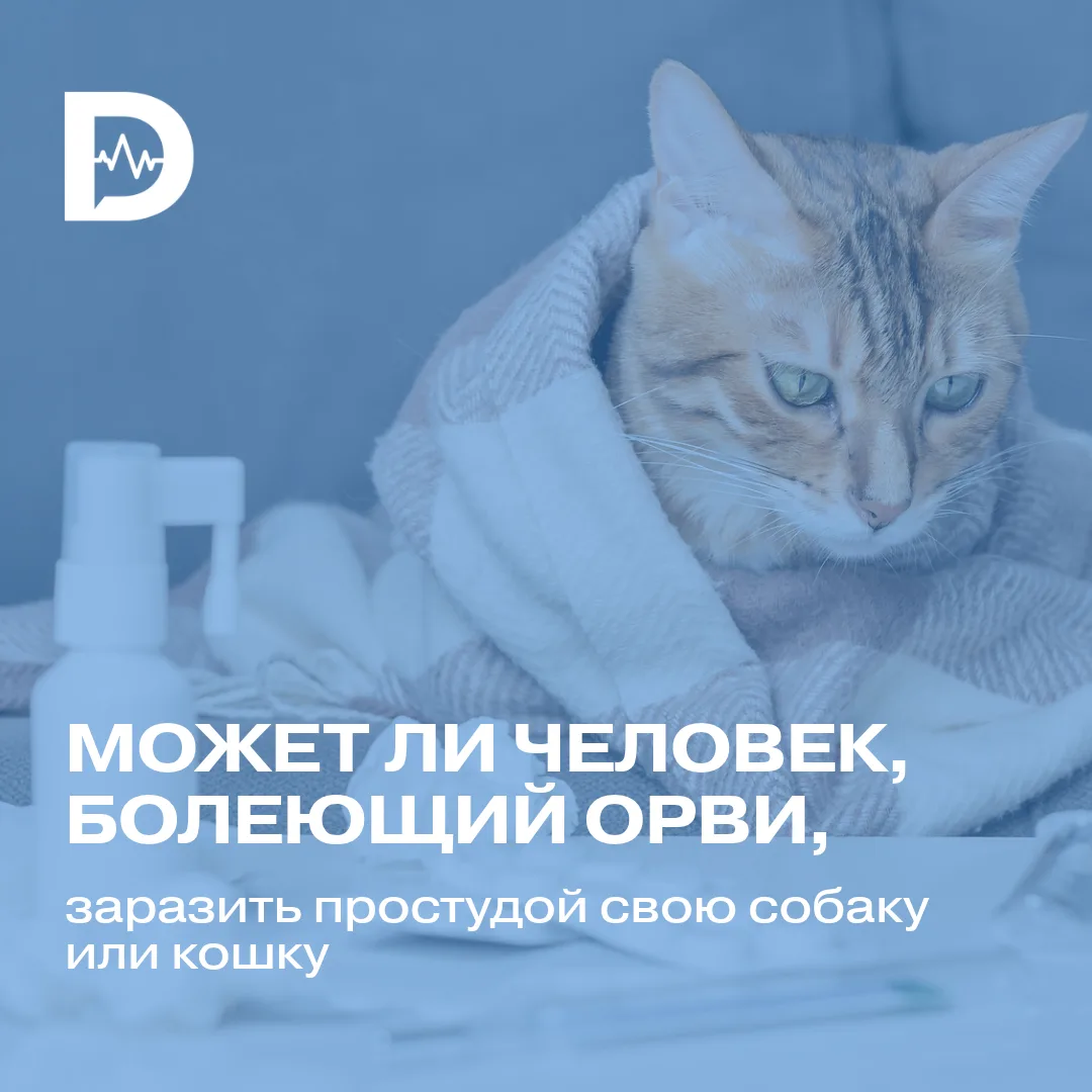 Если болеешь ОРВИ, можно ли заразить свою собаку или кошку?