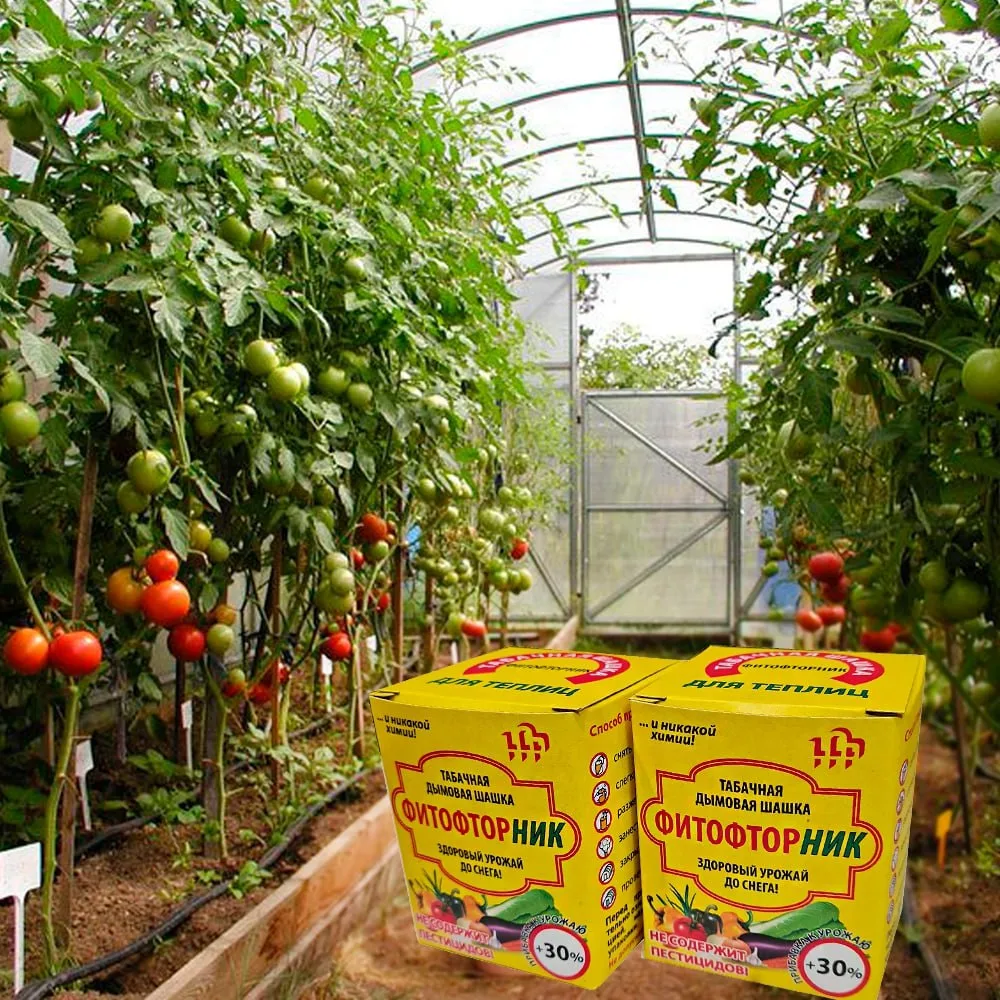🌿🍅 Уже собираете урожай, а болезни и вредители всё ещё не сдаются? Не переживайте — у нас есть реш