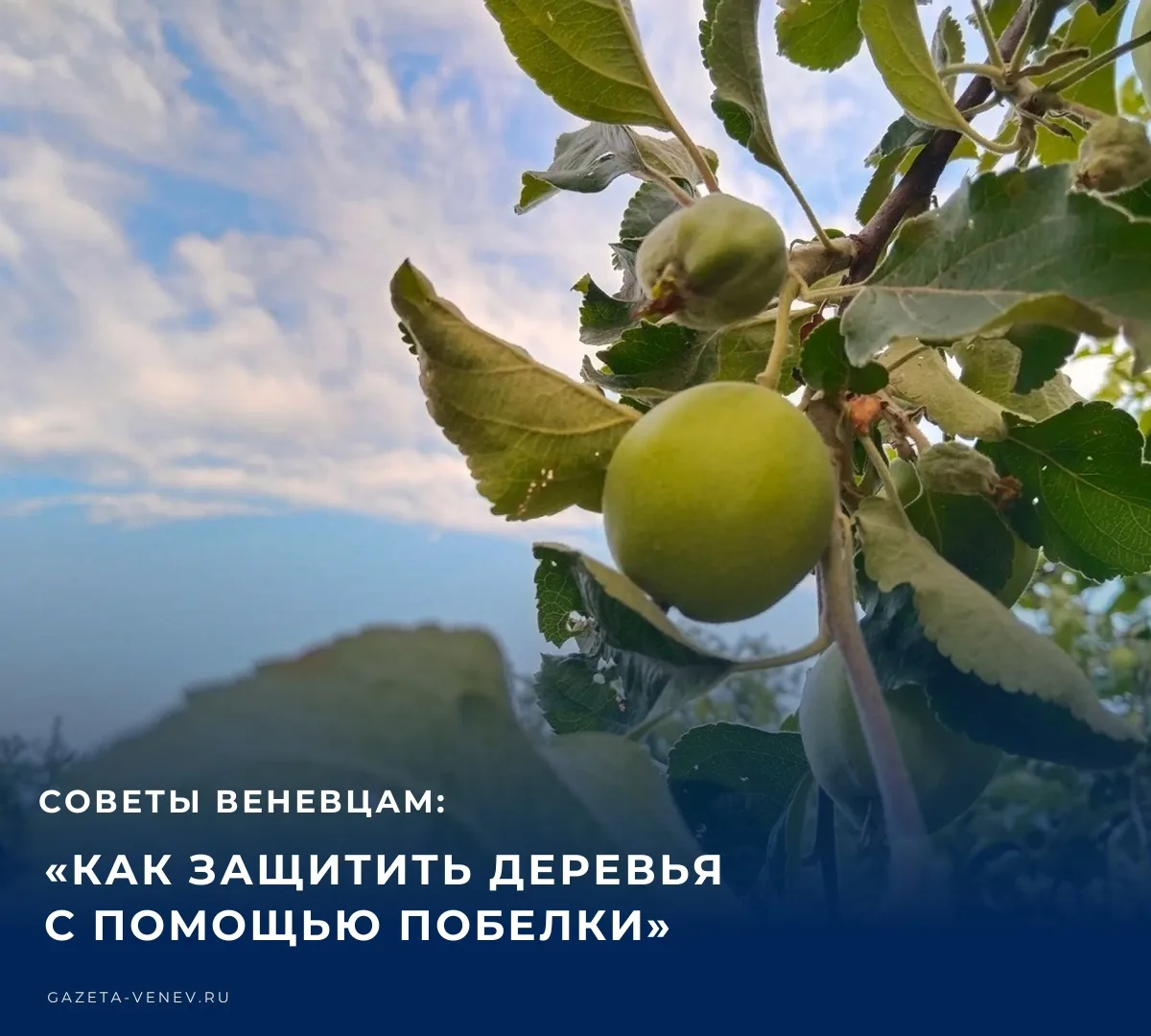 Специалисты Веневского межрайонного отдела рассказали о том, когда белить деревья и как...