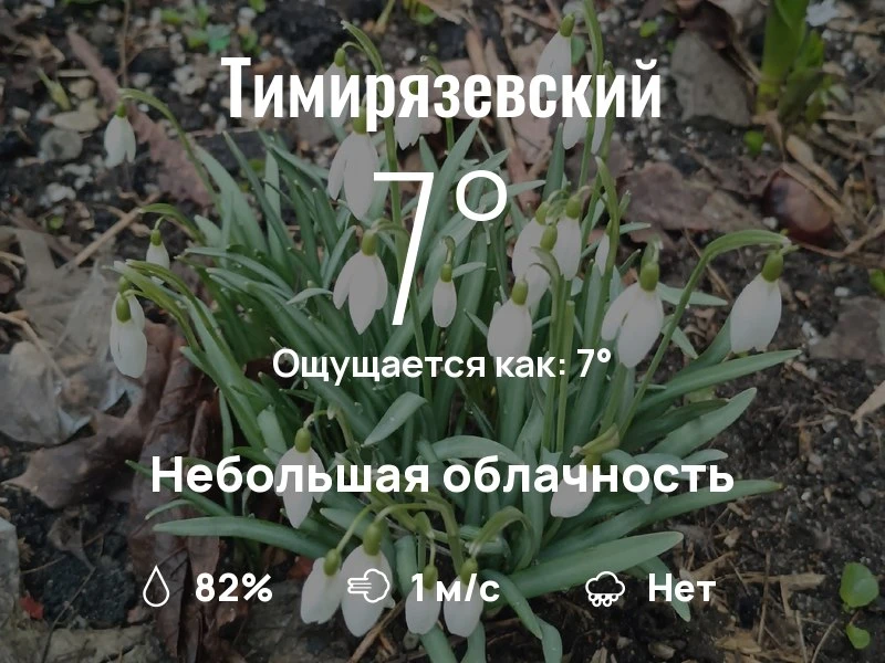 Что с погодой в Тимирязевском?