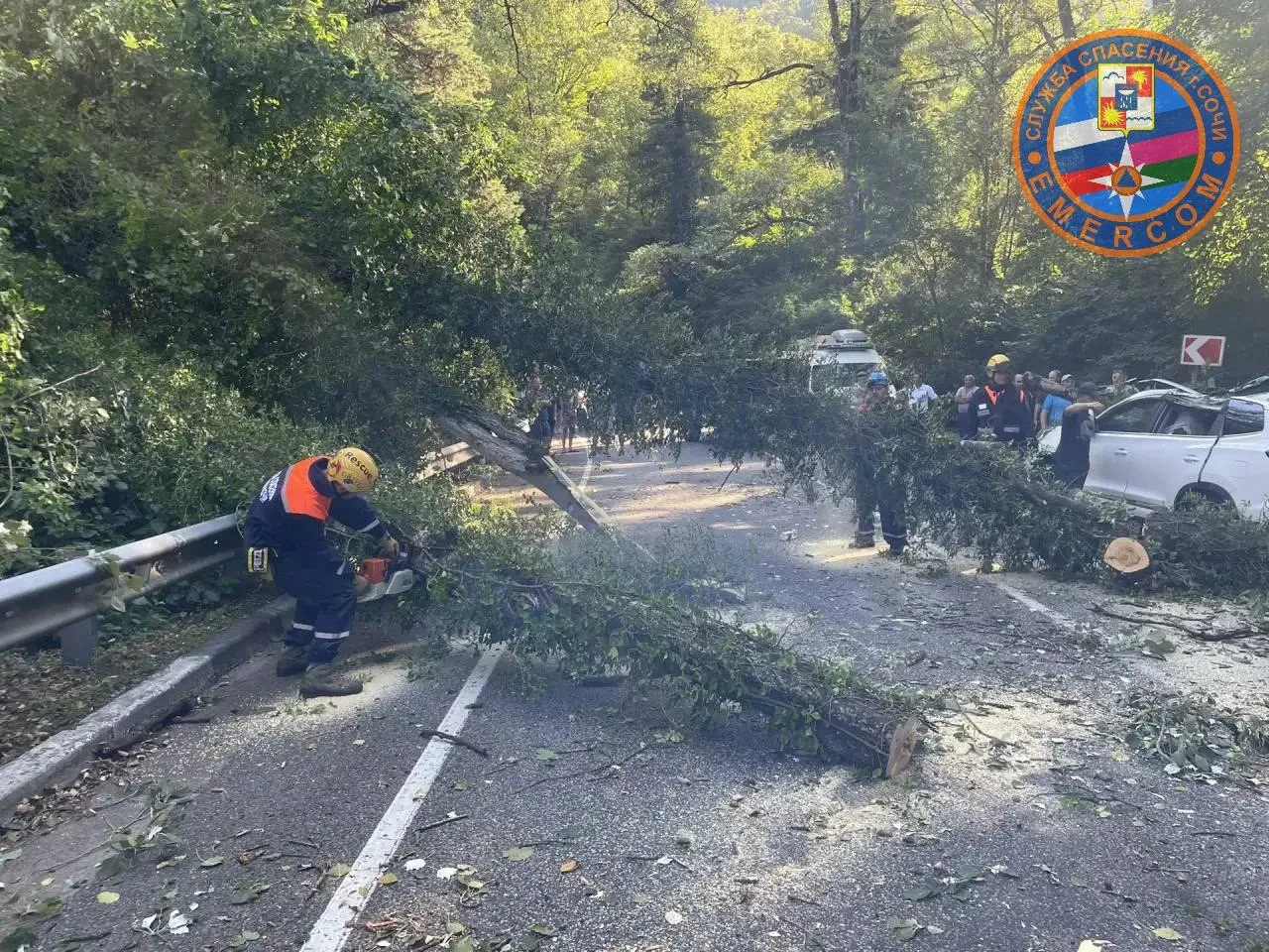🌳 Дерево рухнуло прямо на автомобиль: водитель пострадал в Сочи