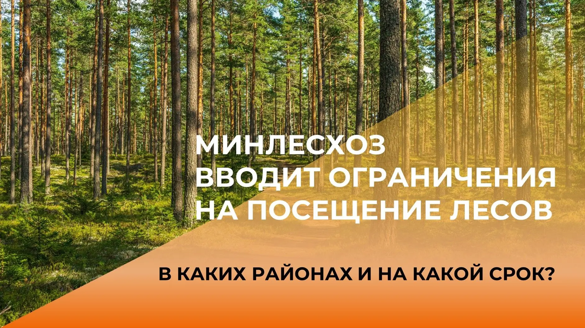🌲❗ Внимание: в лесах Воронежской области вводятся временные ограничения!