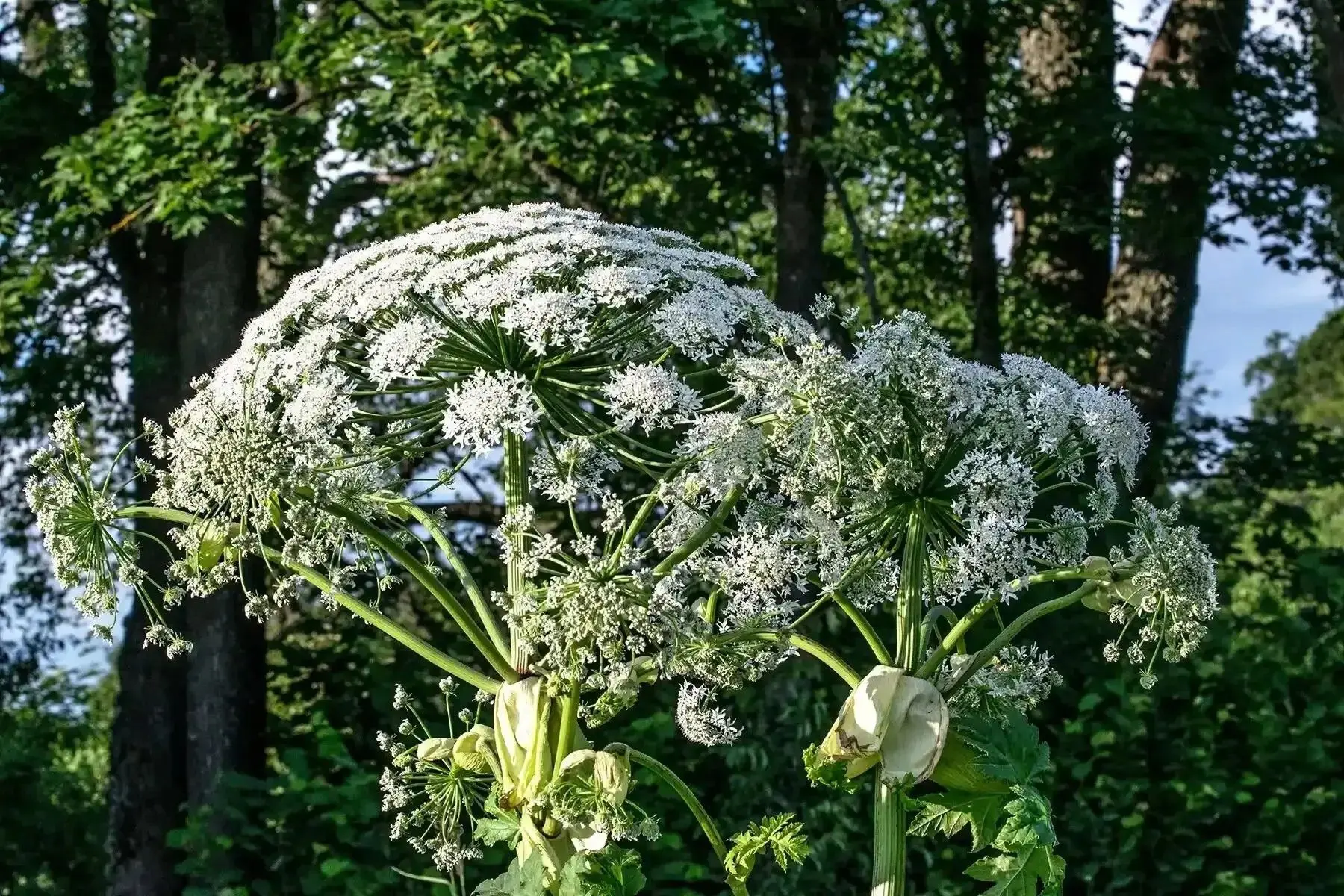 🌿 Правительство ЛНР утвердило перечень опасных растений, подлежащих уничтожению