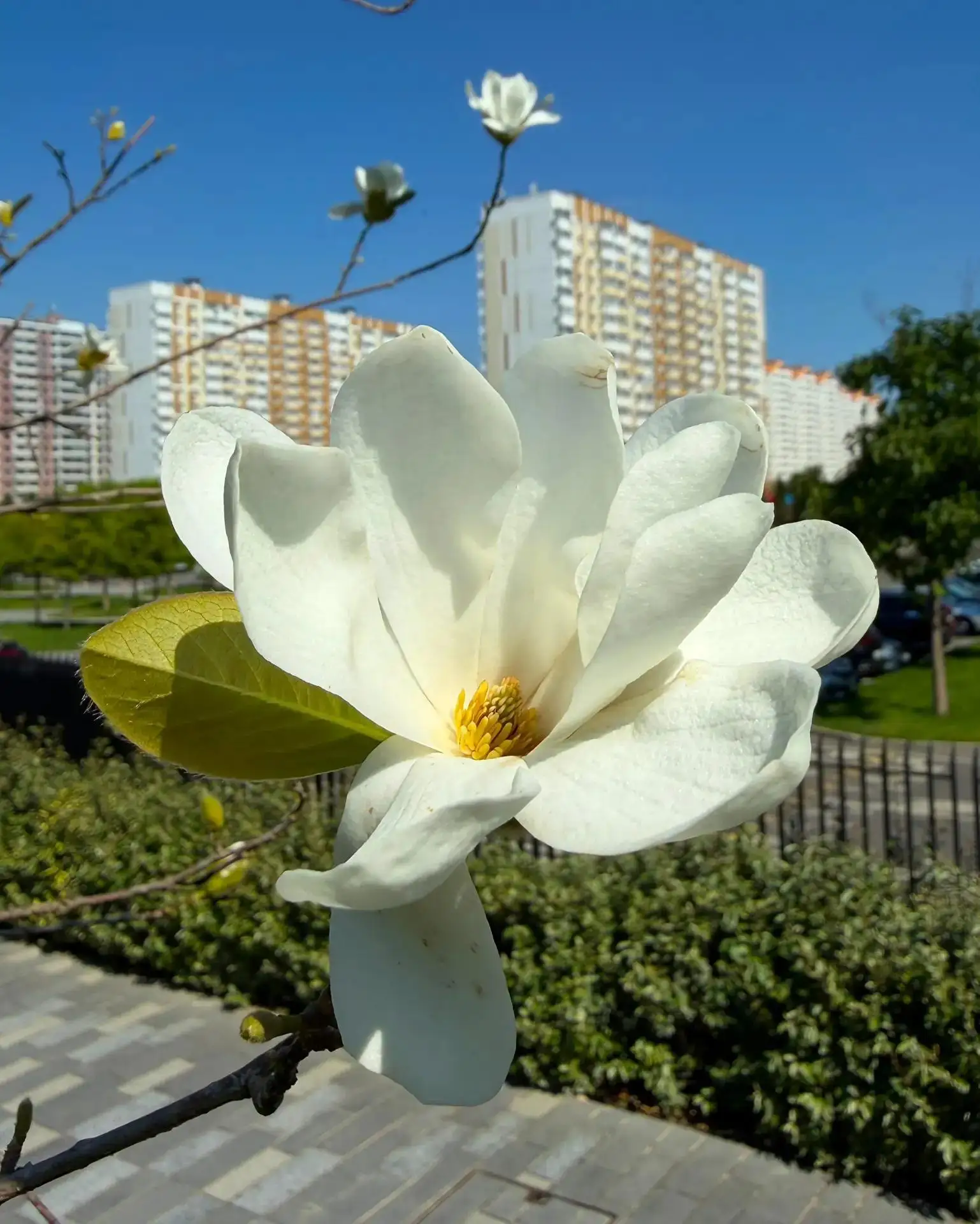 🌸 Аномалия в парке Галицкого

Там снова цветёт магнолия. Обычно она радует своими бутонами ранней в