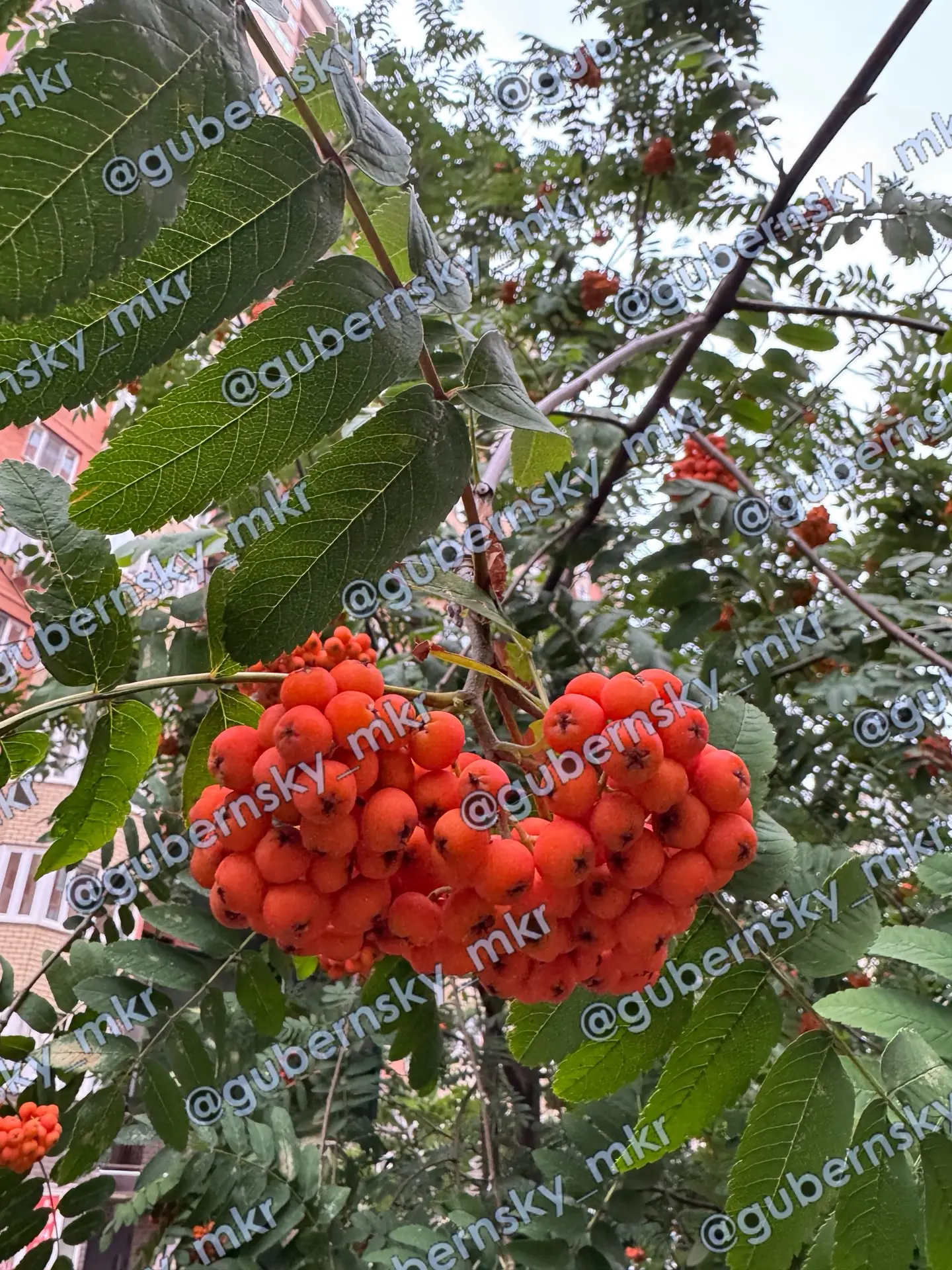 #соседиспрашивают
🗣️ «Добрый день, это что за ягода, её можно есть?!»