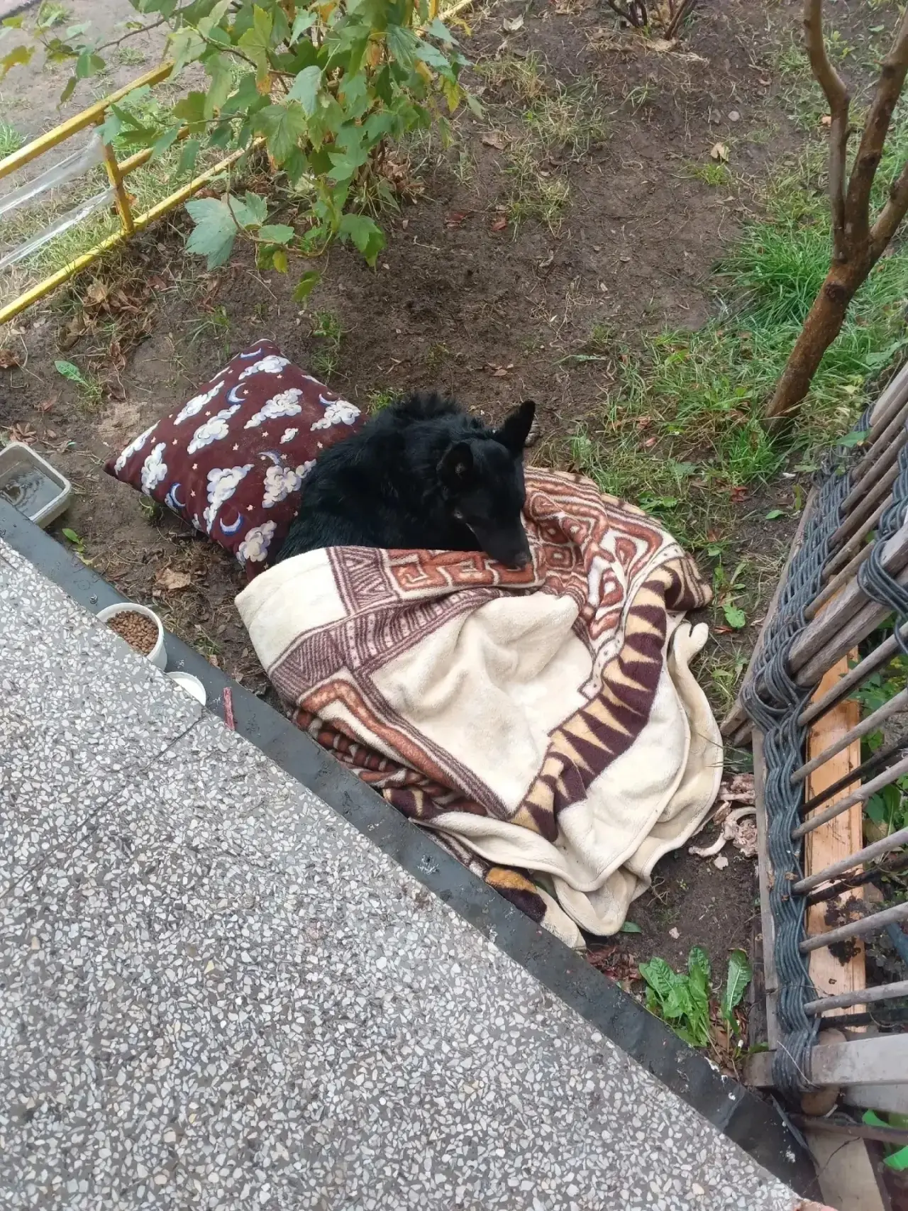 🚨 Собаку несколько раз переехали  на Московском проспекте — водители даже не остановились