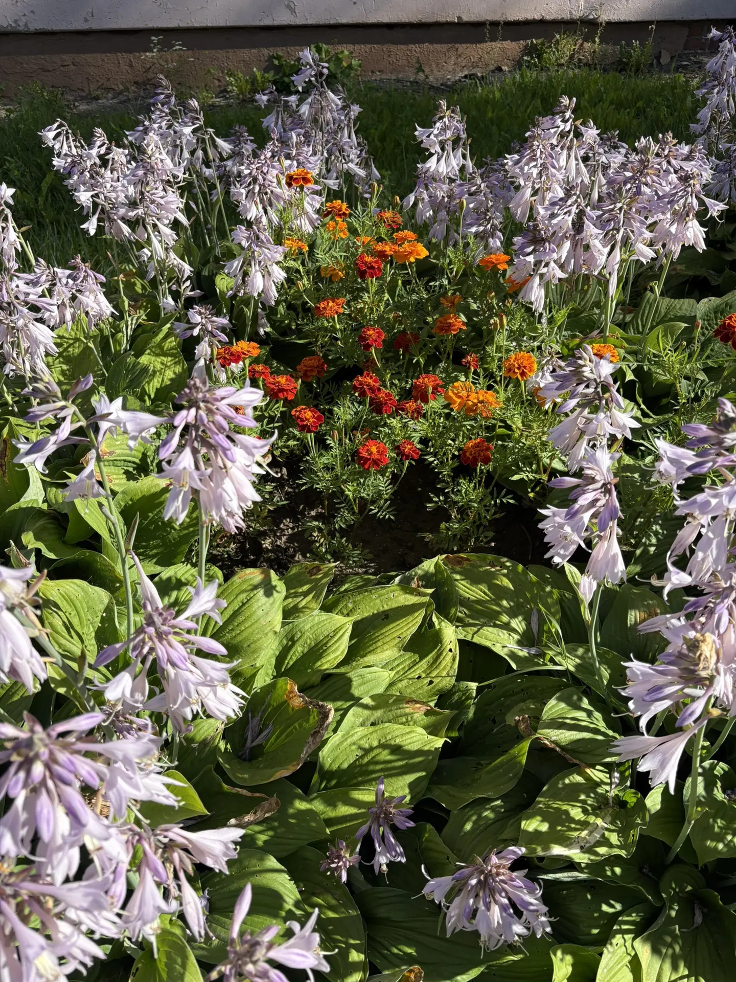 Наши цветы — для детей и родителей! 🌷🌼
Каждое утро школа встречает яркими клумбами у входа и на те