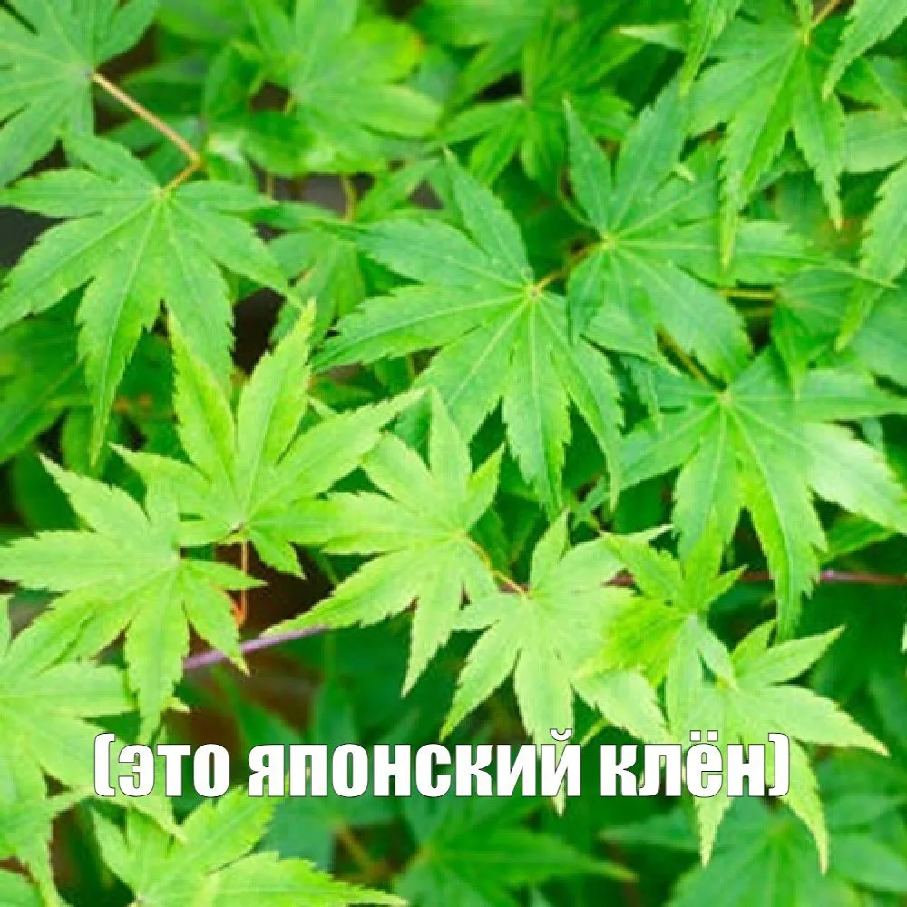 ❗️В Новопскове парня оштрафовали за фото в зарослях конопли 13-летней давности

Полицейские при мони
