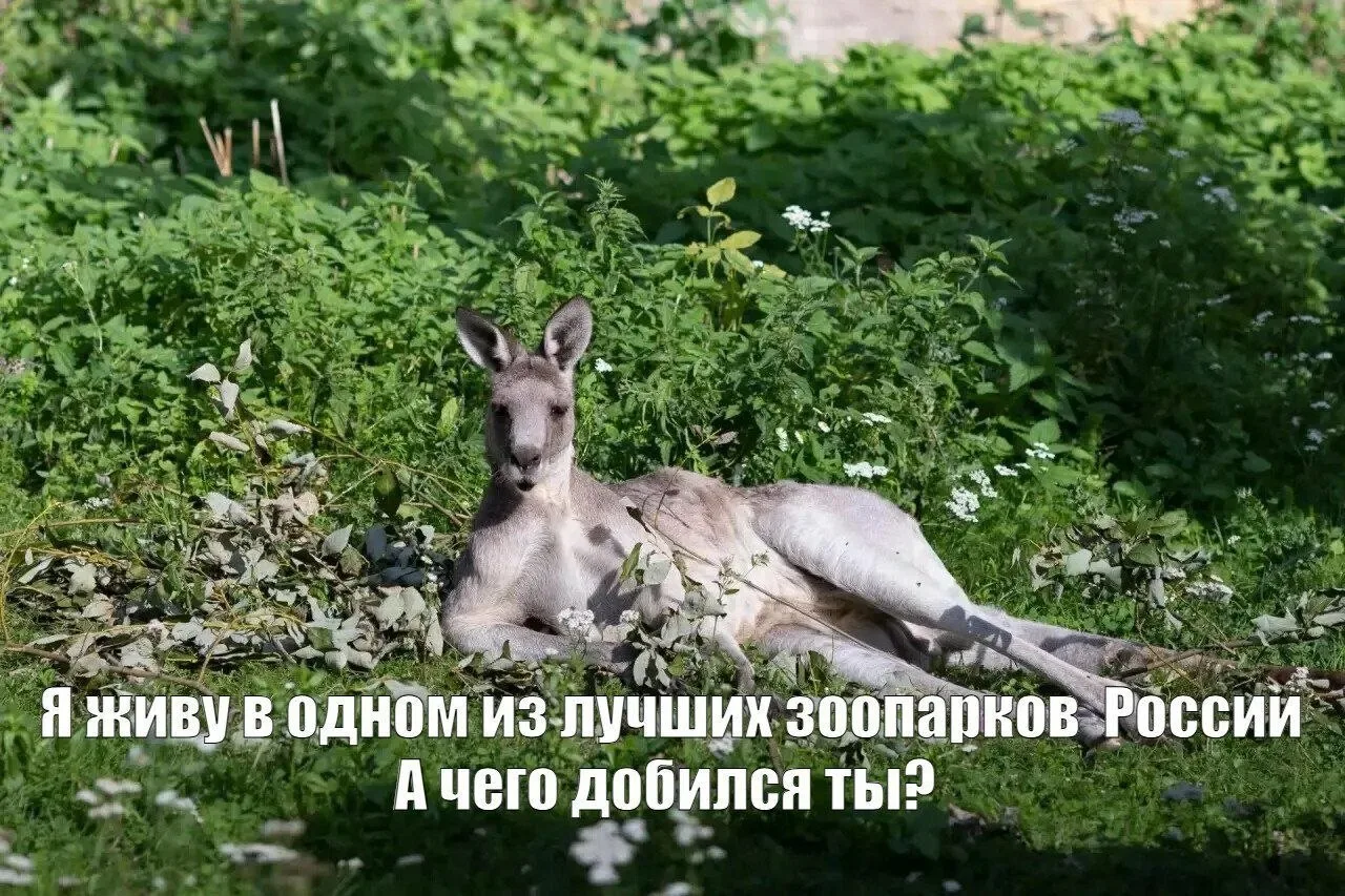 Ну и раз уж сегодня День нашего зоопарка, закончим весёлым постом с мемами о его обитателях, от реда