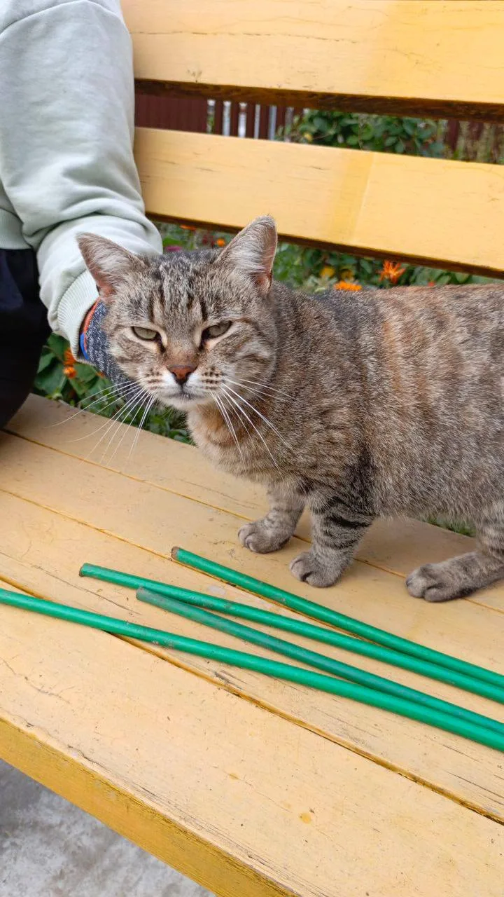 Соседка ищет дом для этой красивой кошечки 🏠🐈