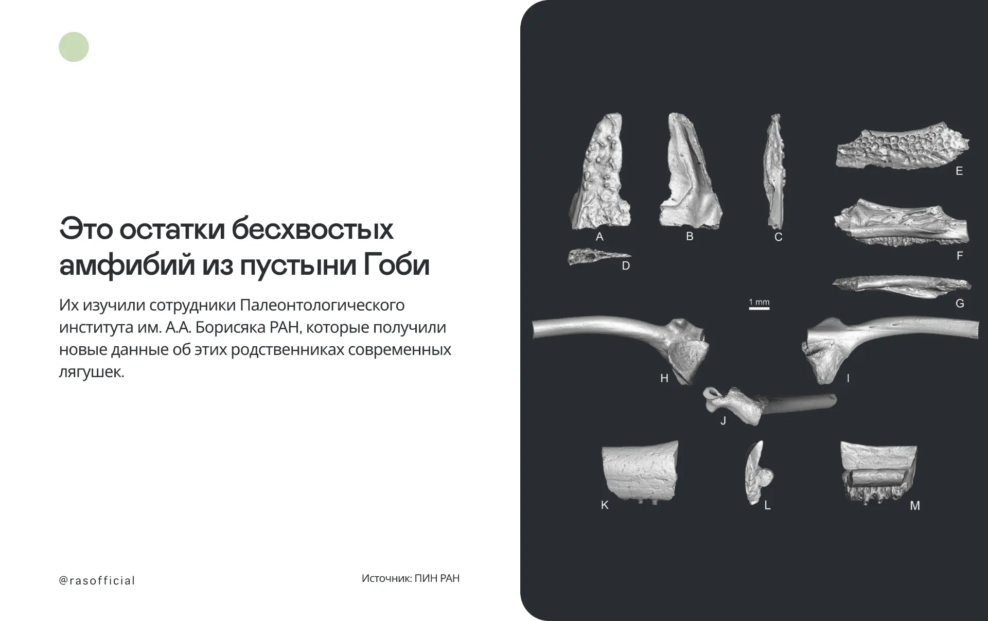 Учёные получили новые данные о древних амфибиях