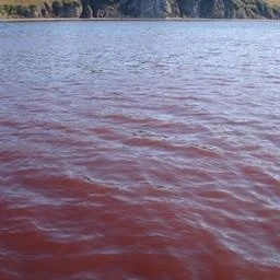 В Авачинской губе впервые нашли микроводоросли, которые шесть лет назад погубили живнос...