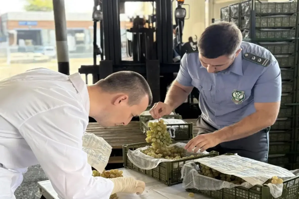 🍇 Египетский виноград на Кубани не прошёл проверку из-за вредителей.