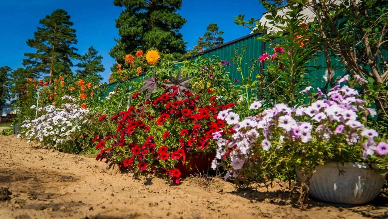 В Улан-Удэ завершается конкурс на лучший цветник двора🌸