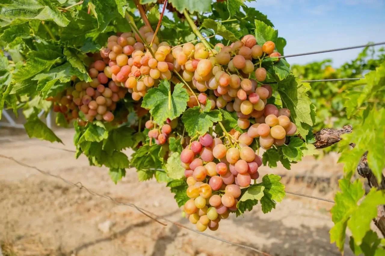 🍇 В Севастополе стартовал сбор столового винограда!
