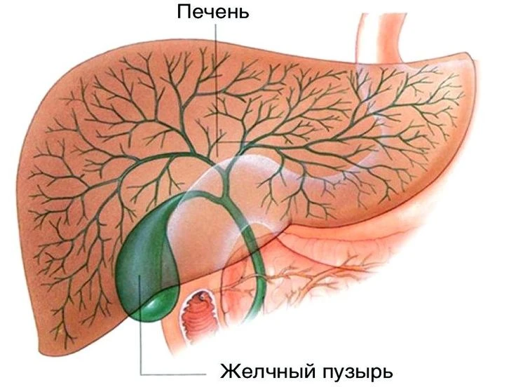 ⚗️Биохимия печени: анализы, которые покажут, что с ваша печень «не в порядке»