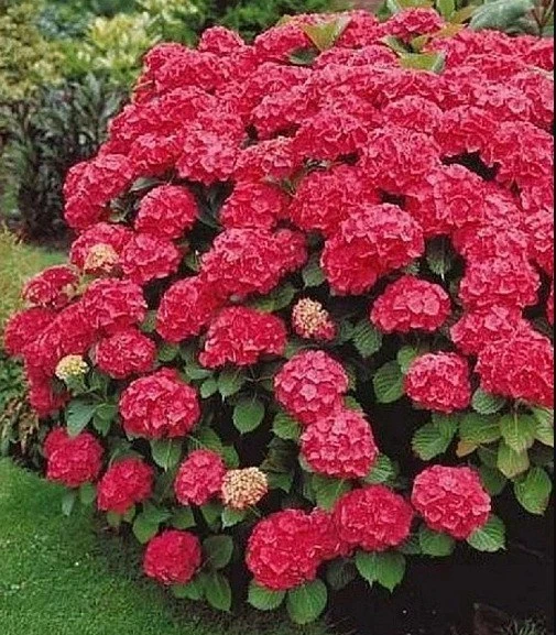 Как продлить жизнь гортензии 🌸 в горшке🪴