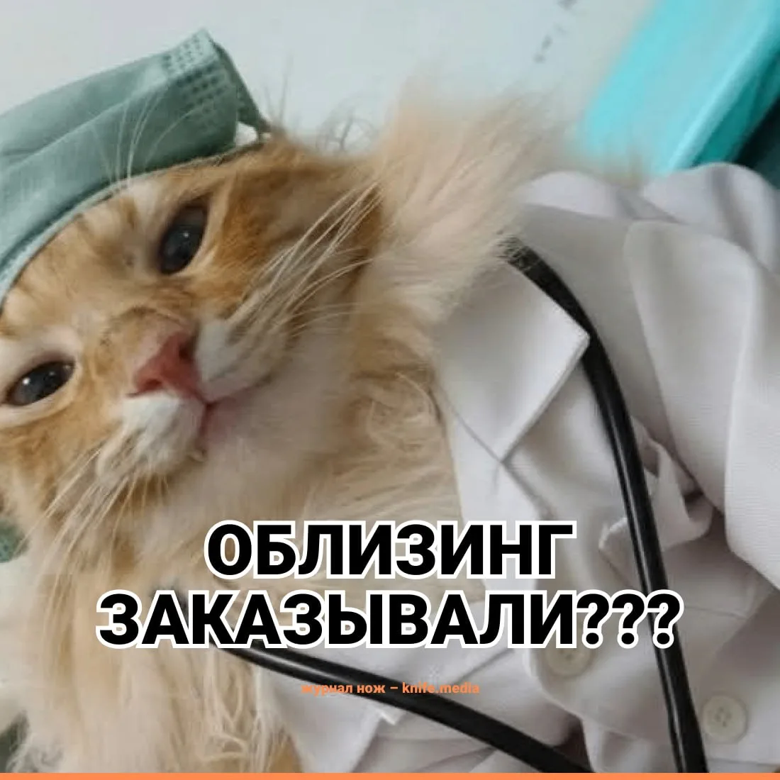Большое число кошек — один из секретов счастливой нации.