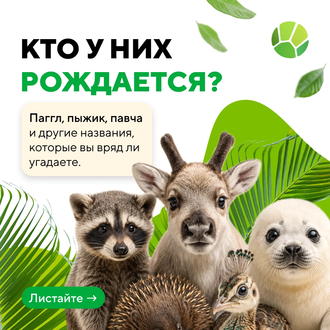 Как называют детенышей разных животных? Расскажем в карточках