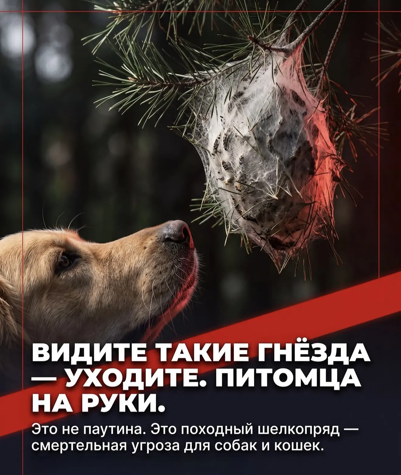Видели белые «паутинки» на соснах в парке или лесу? Уводите питомца. 

Это походный шелкопряд - гусе