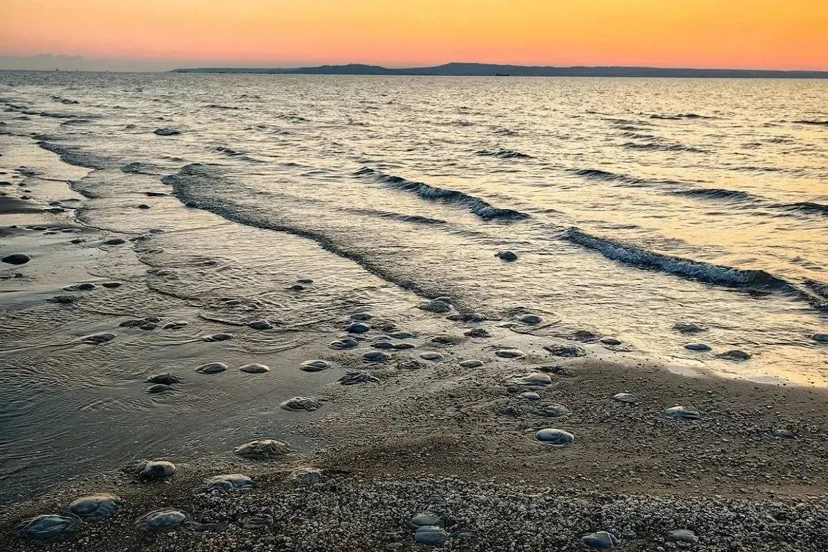 🌊 Соленость Азовского моря дошла до исторического максимума.