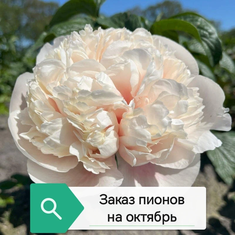 Заказ редких сортов пионов на октябрь!

Уважаемые садоводы, у нас есть возможность заказать для вас 