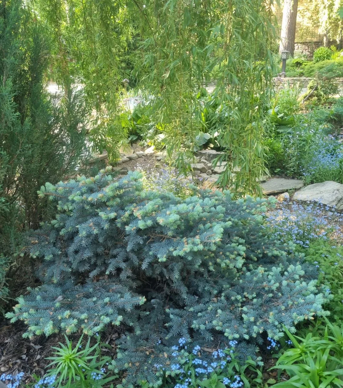 Picea pungens 'Glauca Globosa'