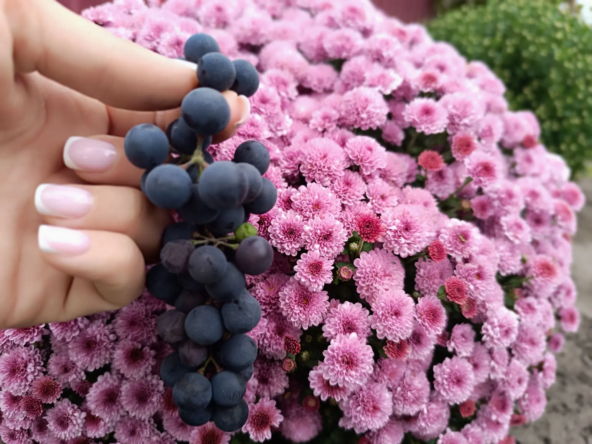 Беру и ем, мне вкусно и сладко 😋🍇