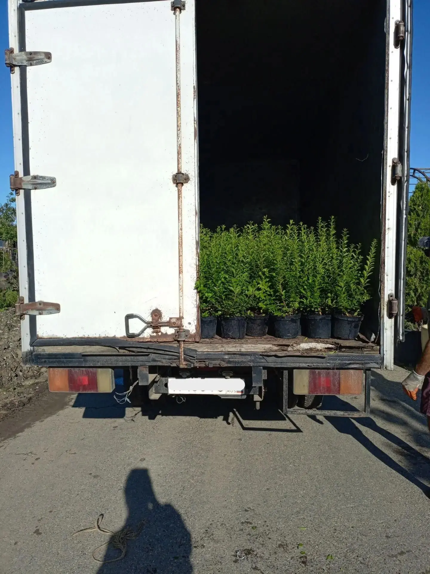 🚛 Июль. Жара. А у нас — отгрузки полным ходом!
Друзья, лето в разгаре, но наш питомник не уходит в 