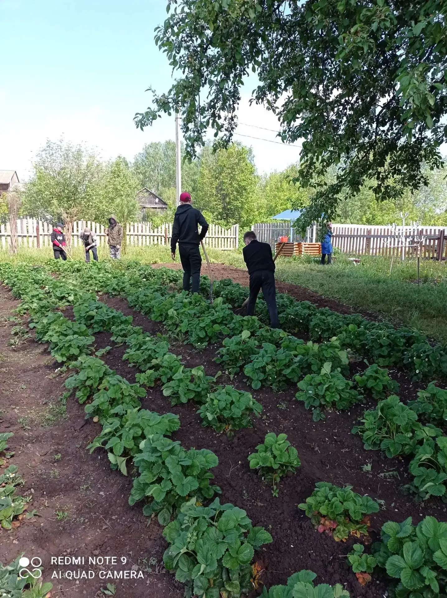 🌳 Когда заканчивается учебный год и замолкают звонки на урок, жизнь на школьном участке не останавл