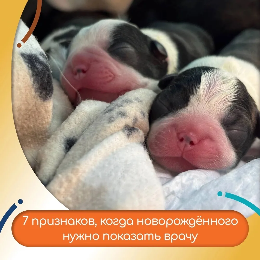 🚨 7 признаков, что новорождённого щенка или котёнка нужно срочно показать врачу