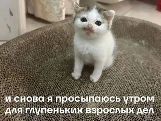 Доброе утро понедельника! Сегодня в Бурятии обещают тёплый, но дождливый день