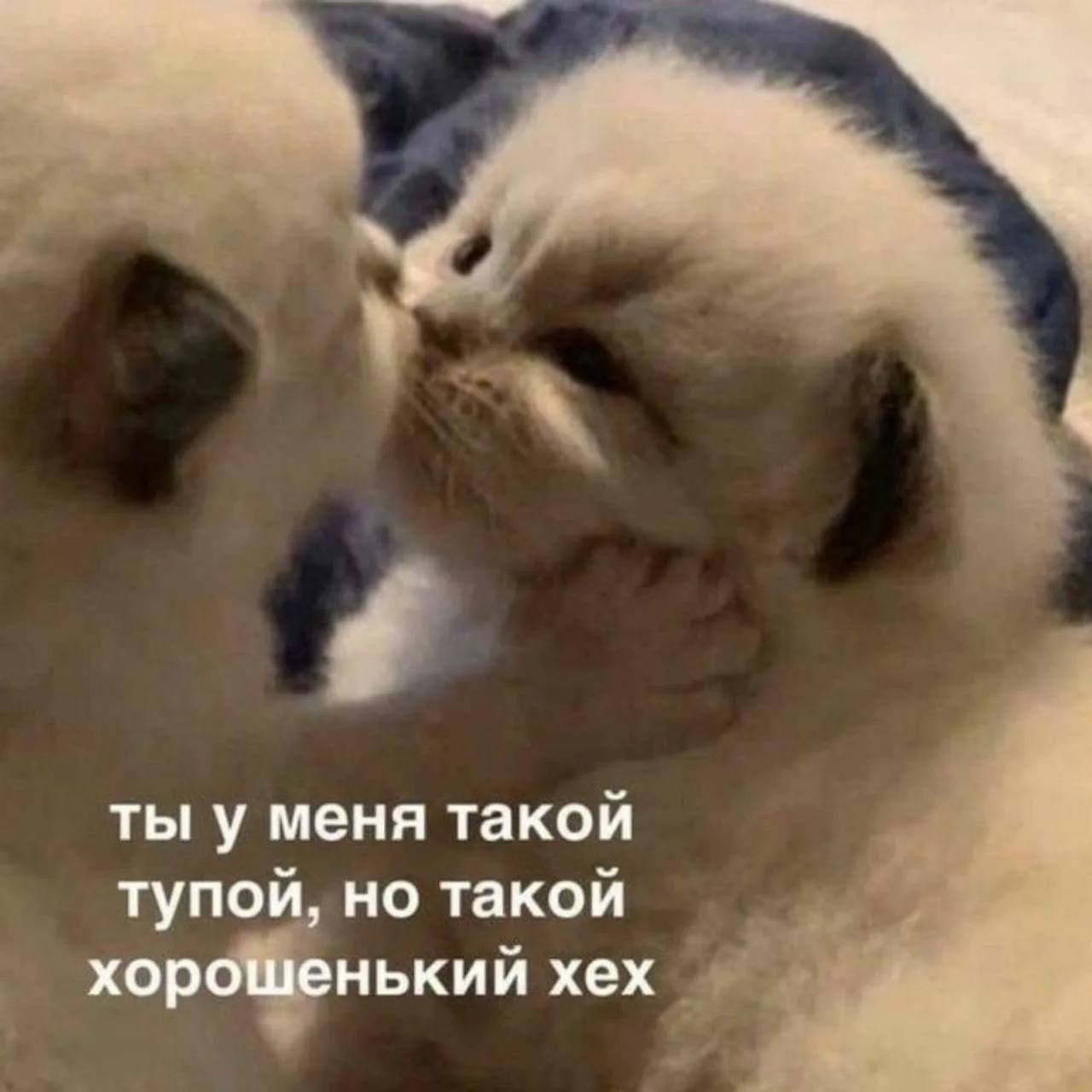 Мемы каждый день • Подписаться