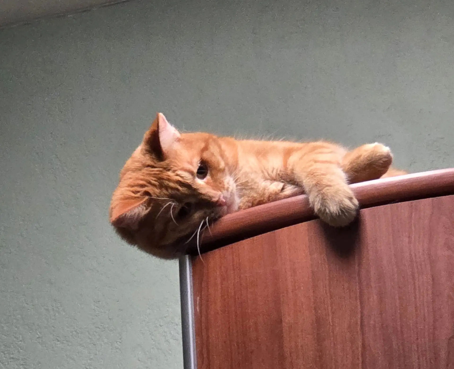 Сегодня утром, когда я посадила свою 🐈кошку Ряжу в переноску, чтобы увести с собой на ...