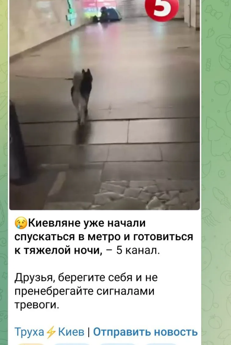 Брысь в норку! И до утра чтобы нос не высовывали!